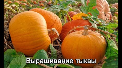 Тыква как предвестник денежных изменений