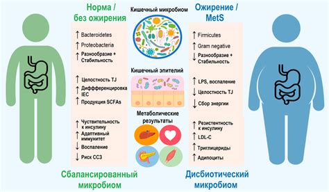 Увеличение вероятности возникновения ожирения и метаболического синдрома при длительном потреблении неполезной пищи