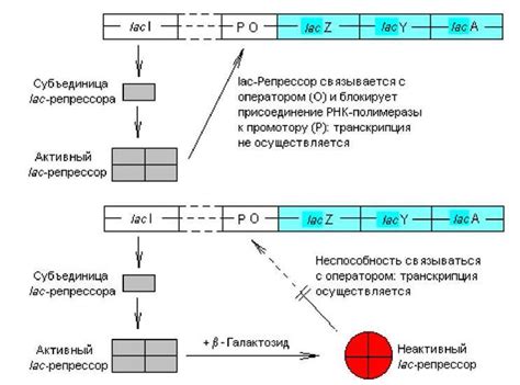 Увеличение интенсивности генной экспрессии и точное управление биологическими процессами