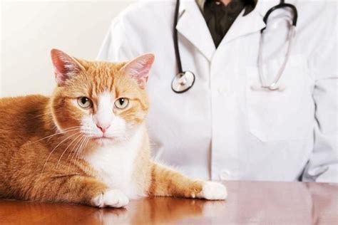 Увеличение лимфоузлов поднижнечелюстной области у кошек: факторы и методы воздействия