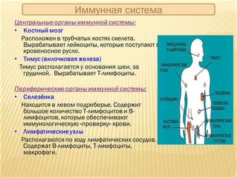 Укрепление иммунной системы и борьба с воспалительными процессами: роль куркумы