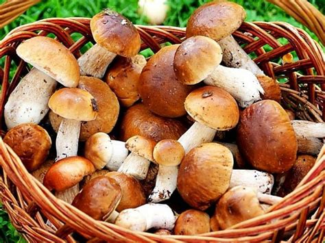 Укупорка и хранение ароматных грибов на будущее