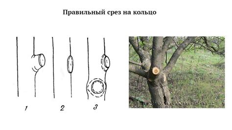 Умелое управление размером: техники обрезки для формирования компактных растений