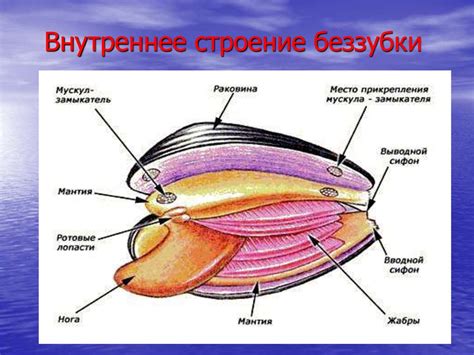 Уникальные особенности строения моллюсков без раковины