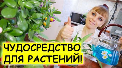 Уникальные рецепты «зеленки» из растений Дагестанской флоры