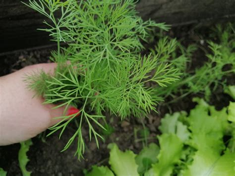 Уникальный способ сохранения прекрасных ароматных куполов укропа для вкусных огурцов на морозную пору