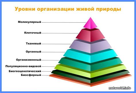 Уровень организации