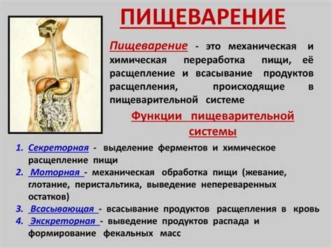 Усиление функций пищеварительной системы