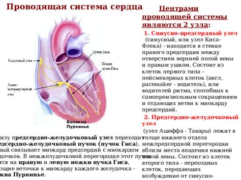 Устройство и функции правого нижнего предсердно-желудочкового пучка