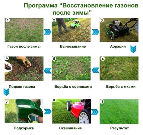 Уход за газоном после засева: необходимые шаги и рекомендации