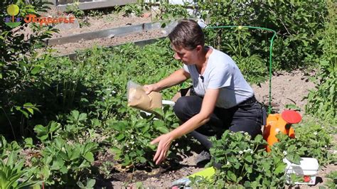 Уход за оперением: полезные рекомендации и советы