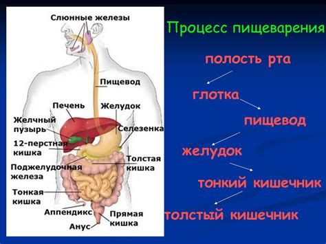 Учитывайте степень и характер нарушения пищеварения