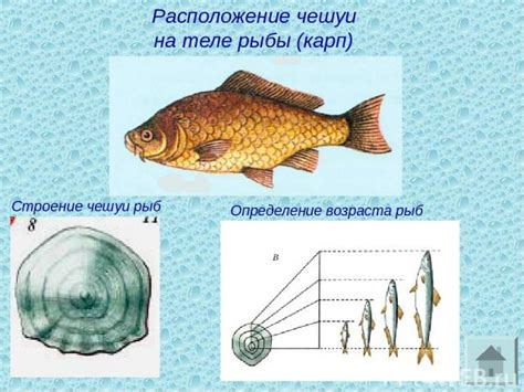 Факторы, влияющие на рост чешуи рыбы