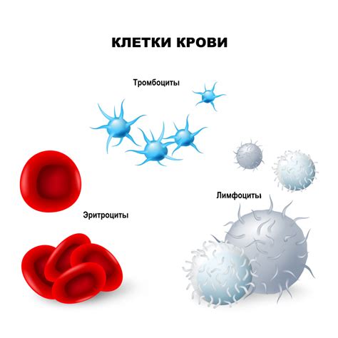 Факторы, влияющие на уровень активности щелочной фосфатазы в крови