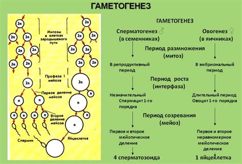 Факторы, влияющие на формирование различных типов гамет в биологических процессах