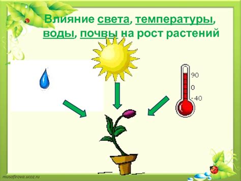 Факторы, воздействующие на питание растений: роль света, воды и почвы