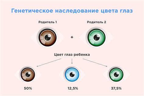 Факторы, определяющие цвет глаз: влияние генетики или окружающей среды?