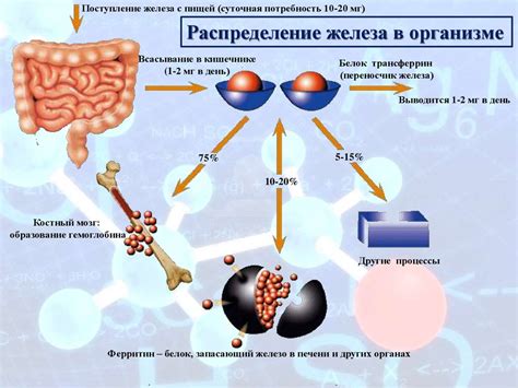 Факторы, способствующие повышенному содержанию железа в организме