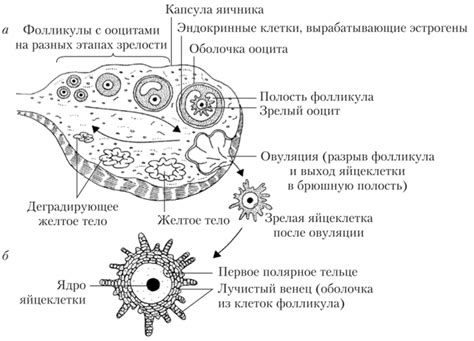 Феномен освобождения зрелой яйцеклетки