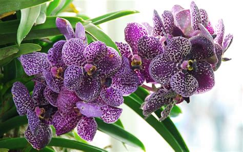 Физиологические особенности орхидеи