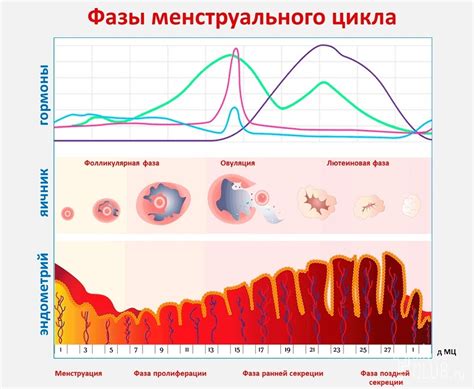 Физиологические превращения в организме женщины на двадцатый день менструального цикла