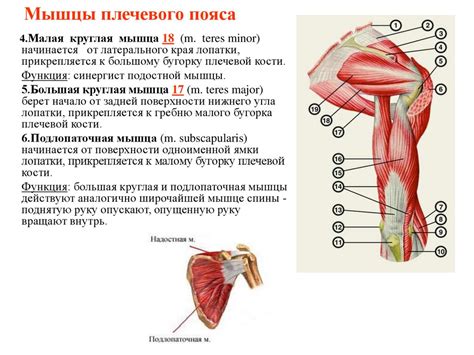 Физиологические процессы, приводящие к онемению верхней конечности от плеча