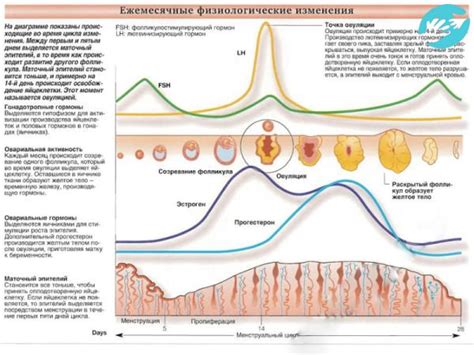 Физиологические проявления овуляции