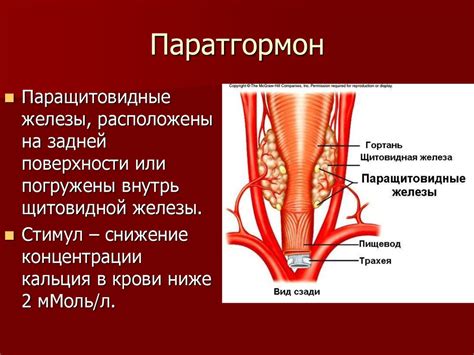 Физиологические функции паратгормона