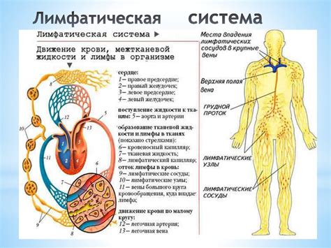 Физическая активность и стимуляция лимфатической системы