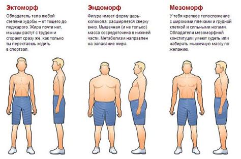 Физические признаки мезоморфа: анализ телосложения