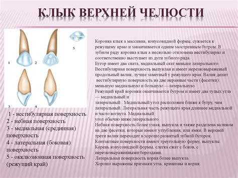 Физический механизм функционирования клыка пылкости: сжатие и давление