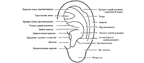 Финализация и отделка внешнего вида ушей