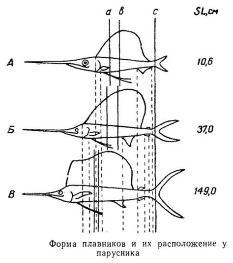 Форма плавников