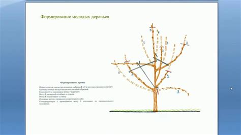 Формирование и обрезка кроны молодых груше-саженцев