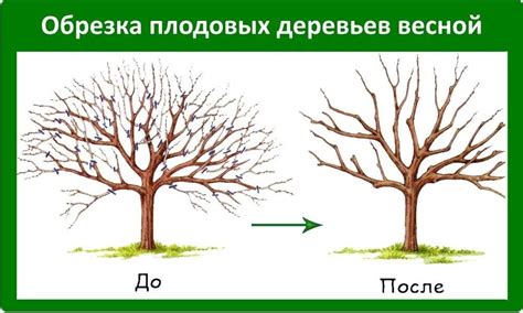 Формирование кроны кизила: важность обрезки для здорового роста