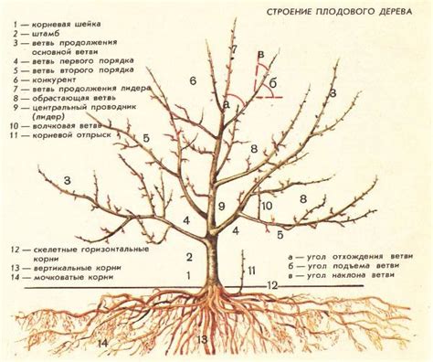 Формирование кроны яблони: методы и особенности