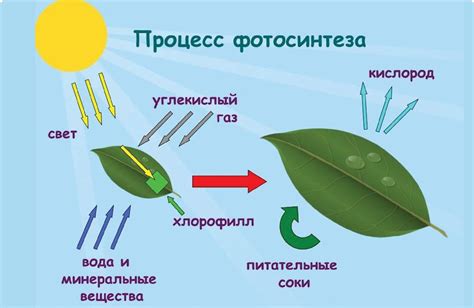 Фотосинтез: процесс, обеспечивающий энергетические нужды растений