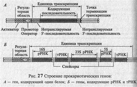 Функции гена Kell в защите организма