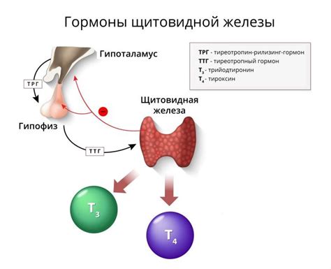 Функции гормона ТТГ