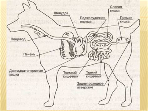 Функции органов пищеварительной системы у собак