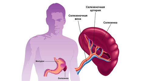 Функции селезенки у детей: особенности и возможные проблемы