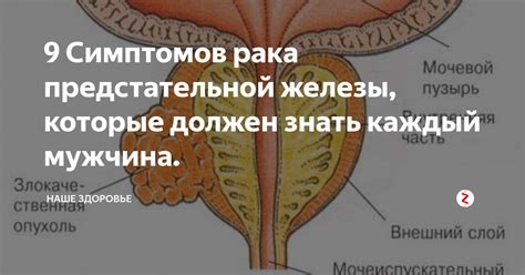 Функциональное значение предстательной железы для организма мужчин