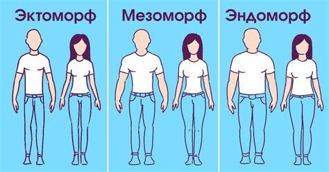 Характеристики эндоморфного типа телосложения