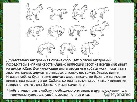 Хвост: отражение состояния души и эмоционального настроя у собак