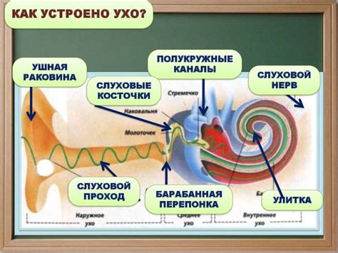 Частые заболевания, вызывающие утрату чувства вкуса и обоняния