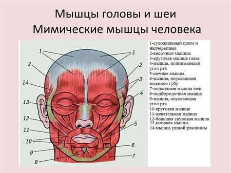 Четвертый шаг: обливание лица и головы