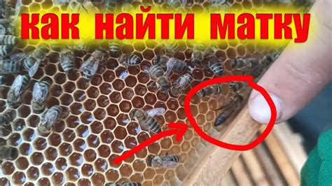 Что делать, если матка отсутствует в пчелином улье весной?