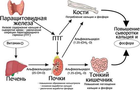 Что значит щелочная фосфатаза: понятие и функция в организме