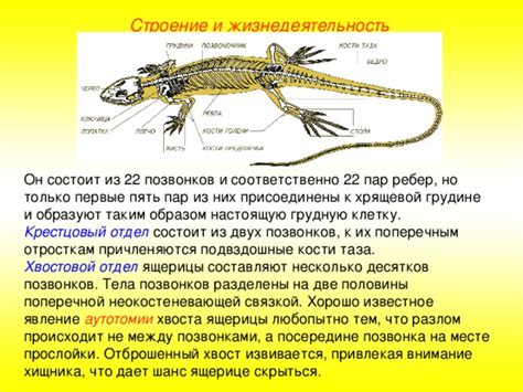 Что происходит с хвостовой частью после освобождения от ящерицы