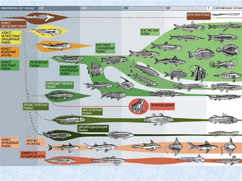 Эволюция от маленькой земноводной до морского судна